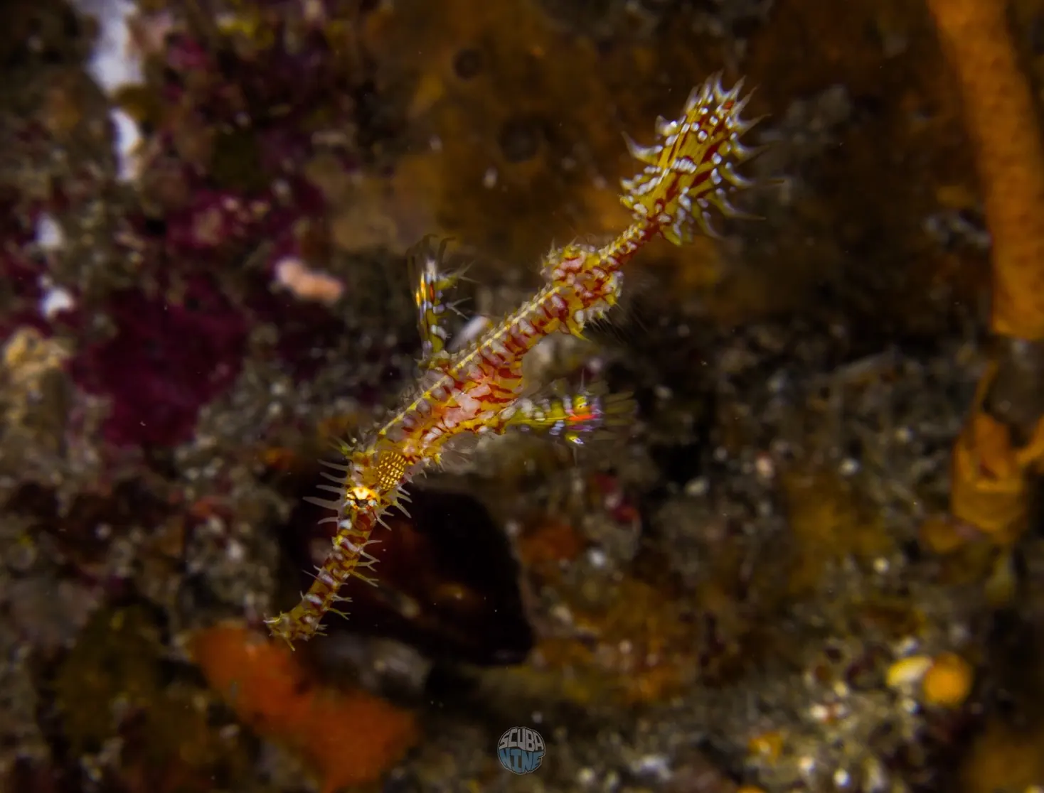 ปลาผีเสื้อจิ๋ว Ornate Ghost Pipefish ที่ริเชลิว ร็อค