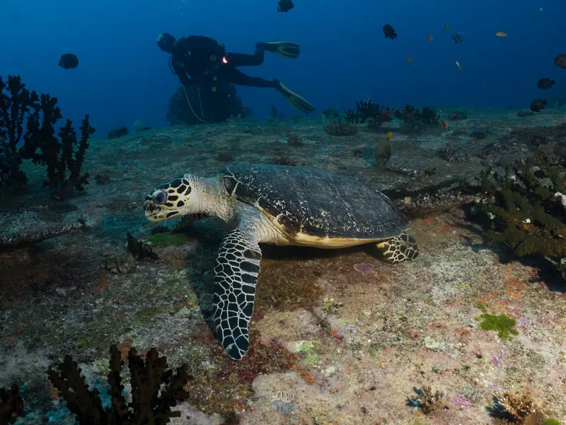 เต่ากระ (Hawksbill Turtle) บนพื้นทรายกับนักดำน้ำ
