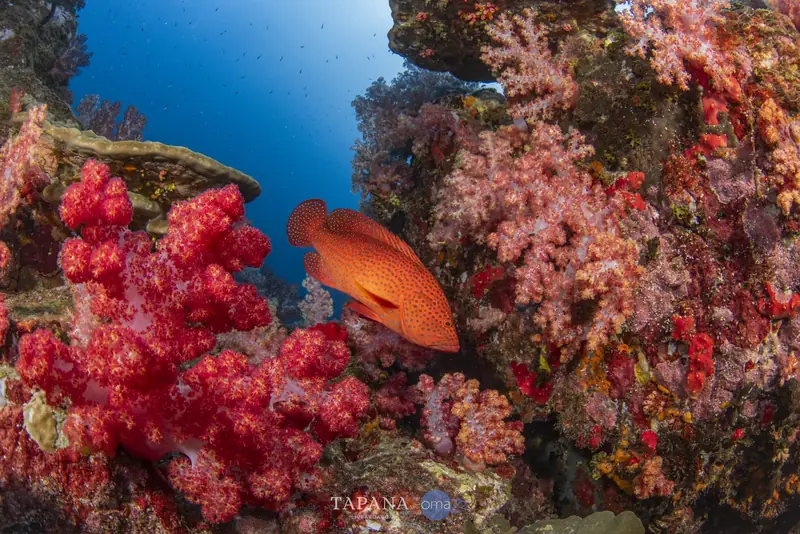 ปลาเก๋าจุดฟ้า (Coral Grouper) ท่ามกลางปะการังอ่อนสีแดง