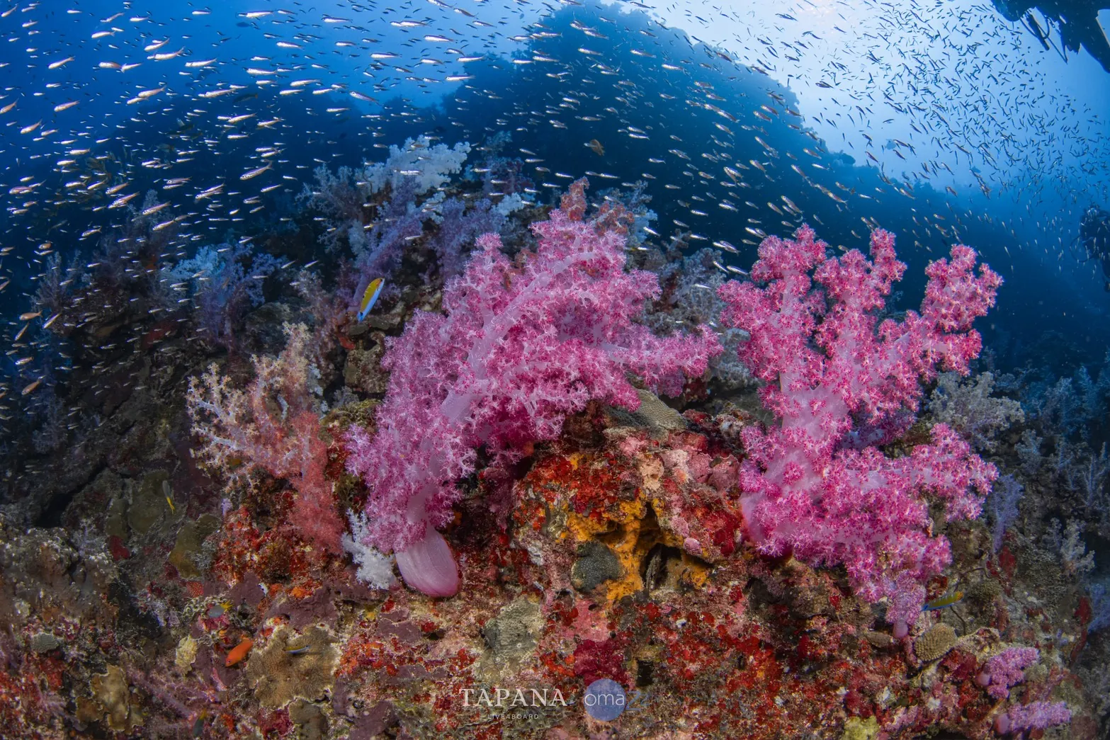 South Andaman — หินม่วง หินแดง เกาะห้า หลีเป๊ะ | Tapana Catamaran