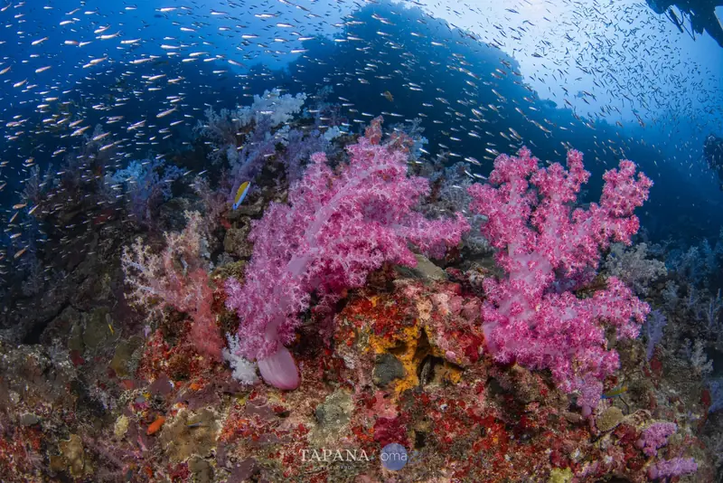 ปะการังอ่อนสีชมพูสดกับฝูงปลาเล็กที่หินม่วง