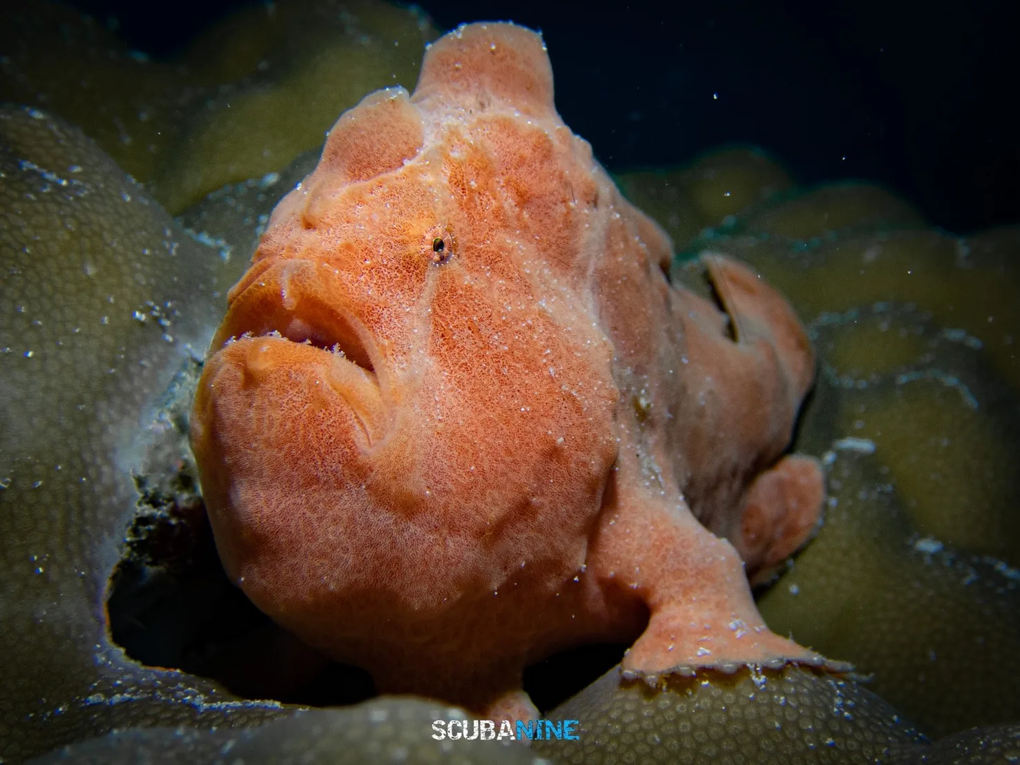 Lembeh — ดำน้ำ Macro| Day Trip