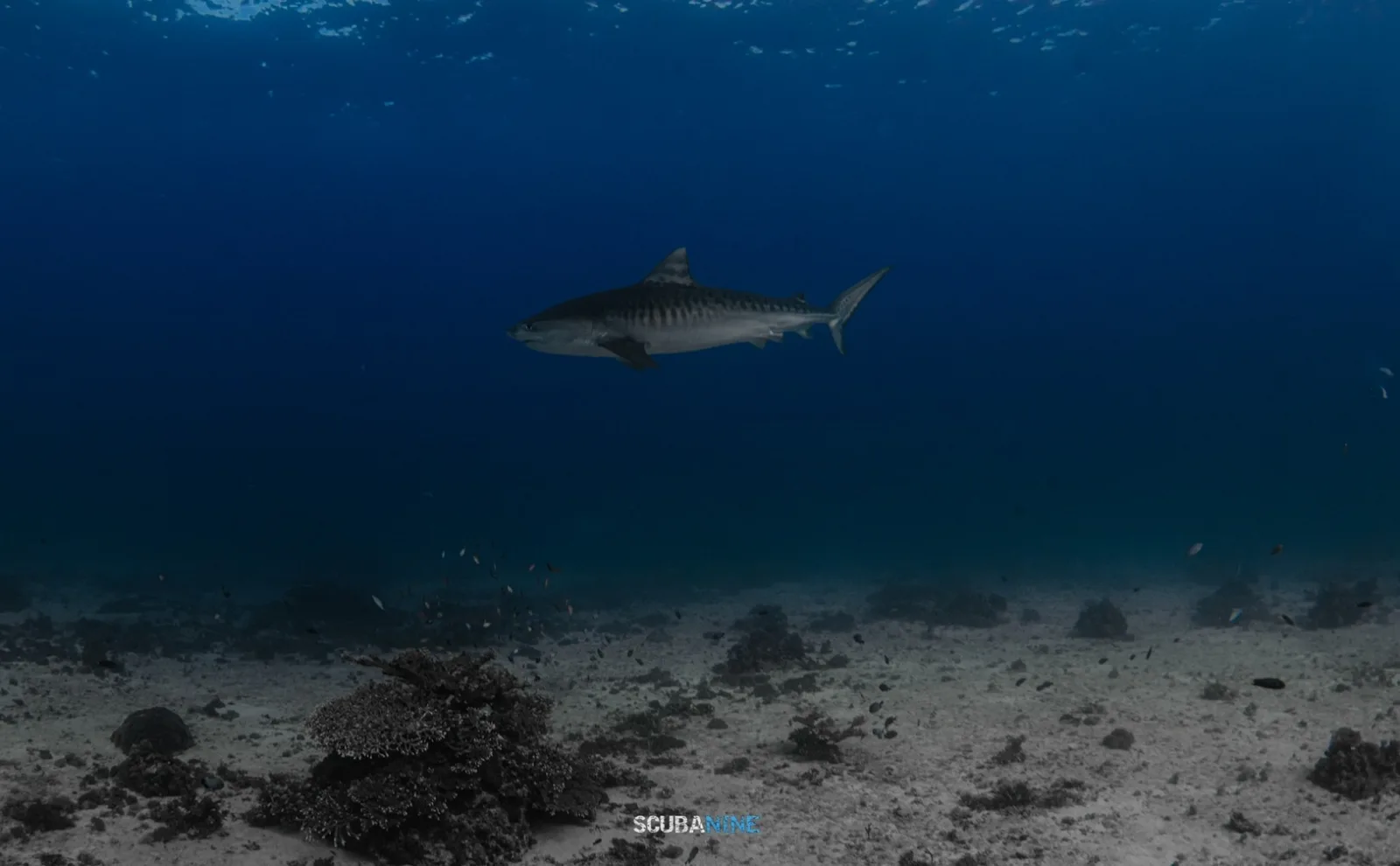 Malapascua — ดำน้ำ Thresher Shark | Exotic Resort