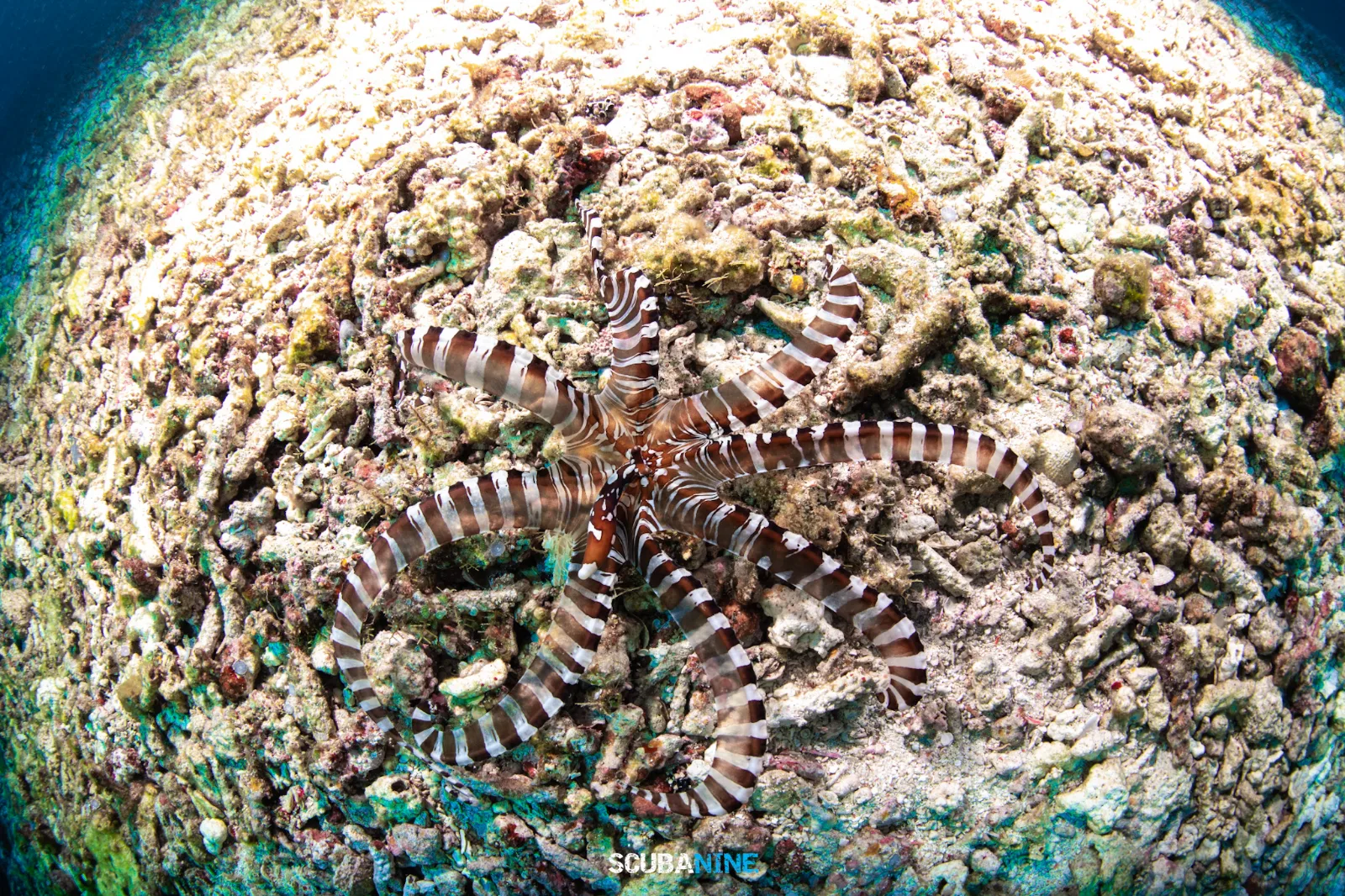 Lembeh — ดำน้ำ Macro| Day Trip