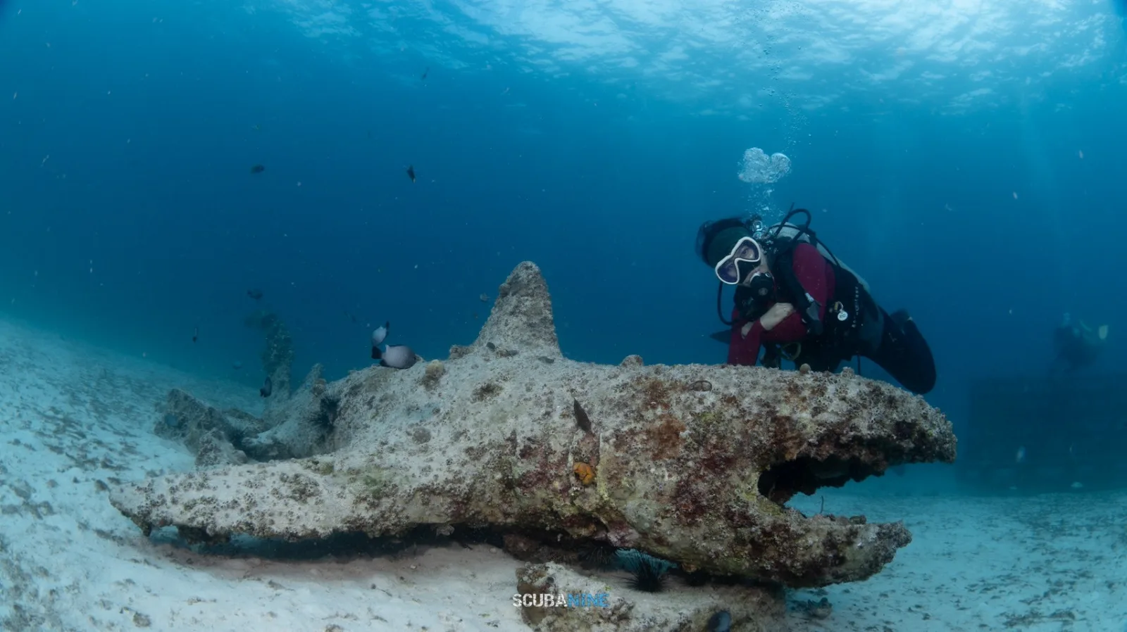 Malapascua — ดำน้ำ Thresher Shark | Exotic Resort