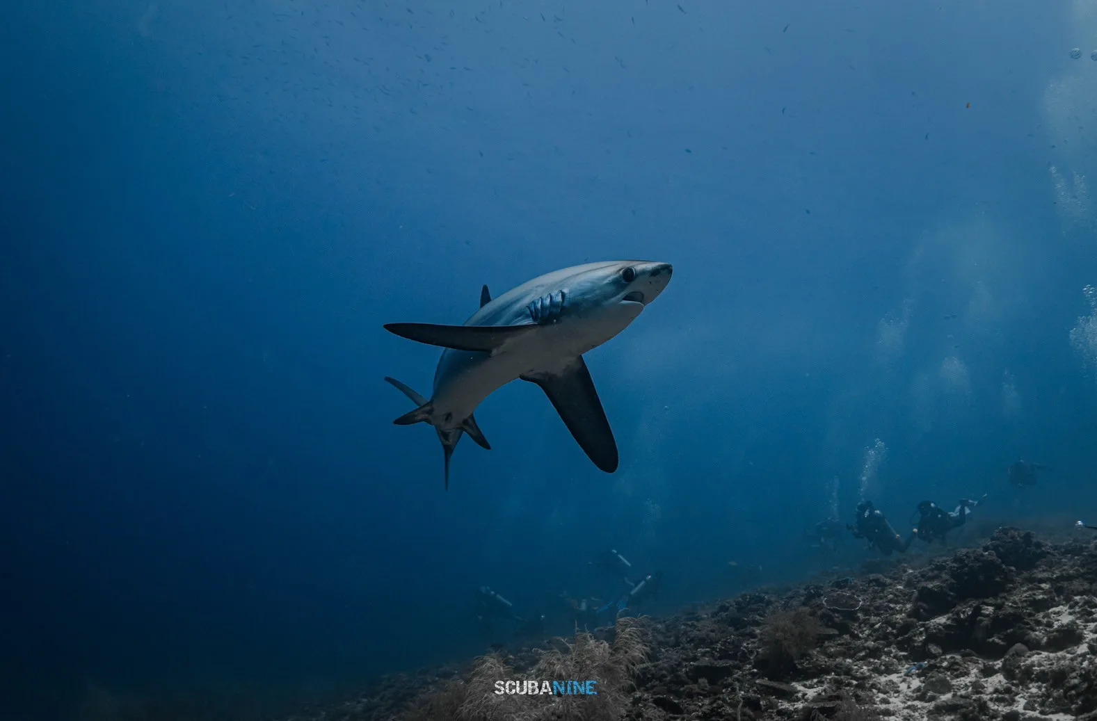 Malapascua — ดำน้ำ Thresher Shark | Exotic Resort