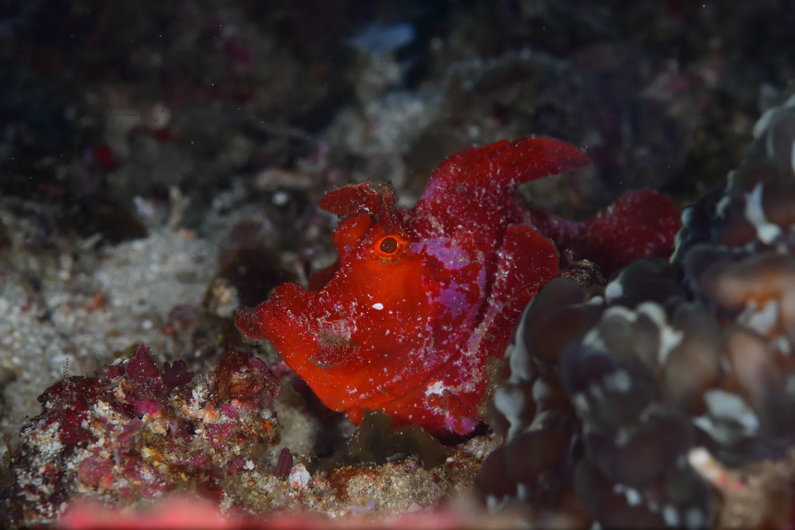 Lembeh — ดำน้ำ Macro| Day Trip