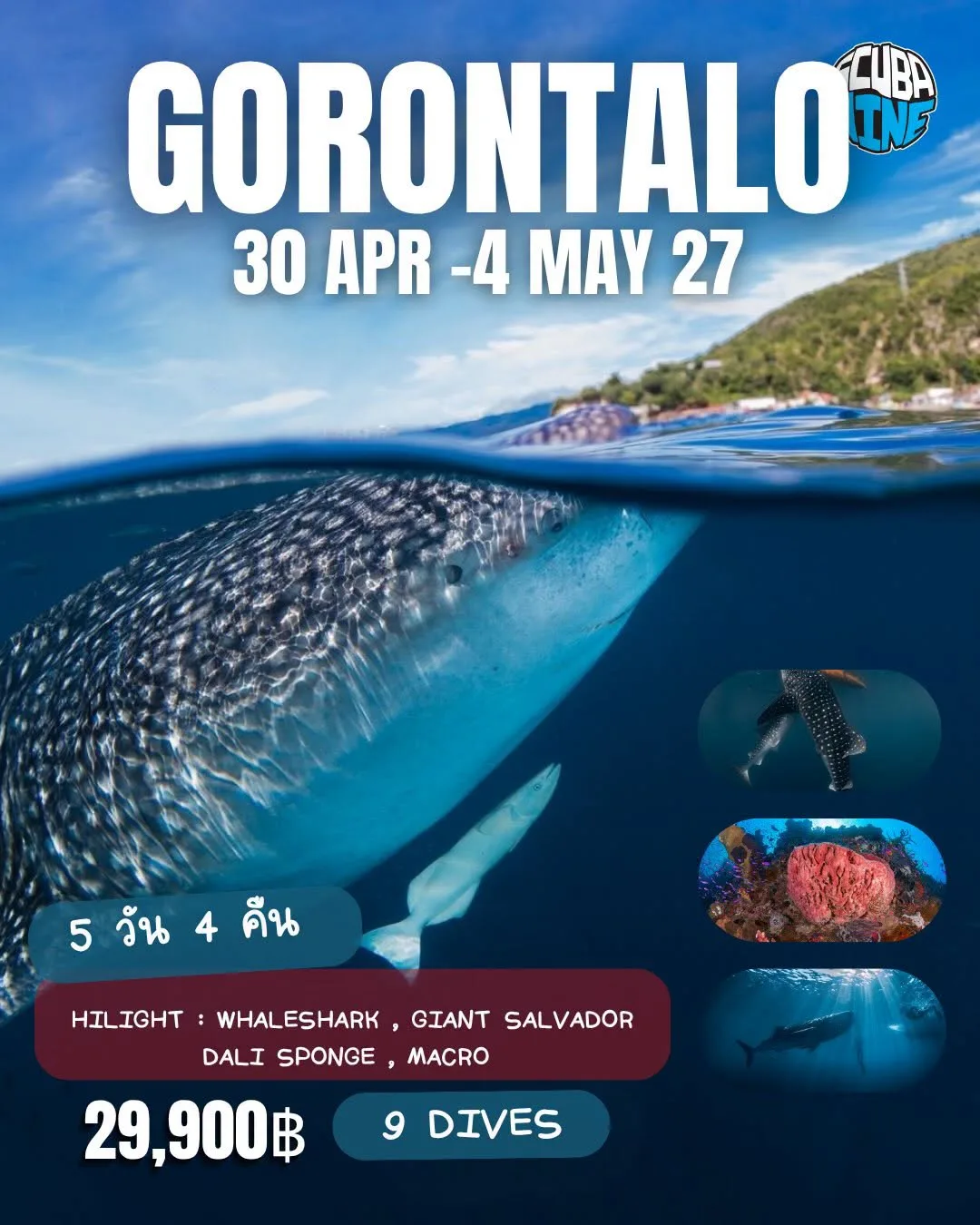Gorontalo — ดำน้ำ Whale Shark, Marcro