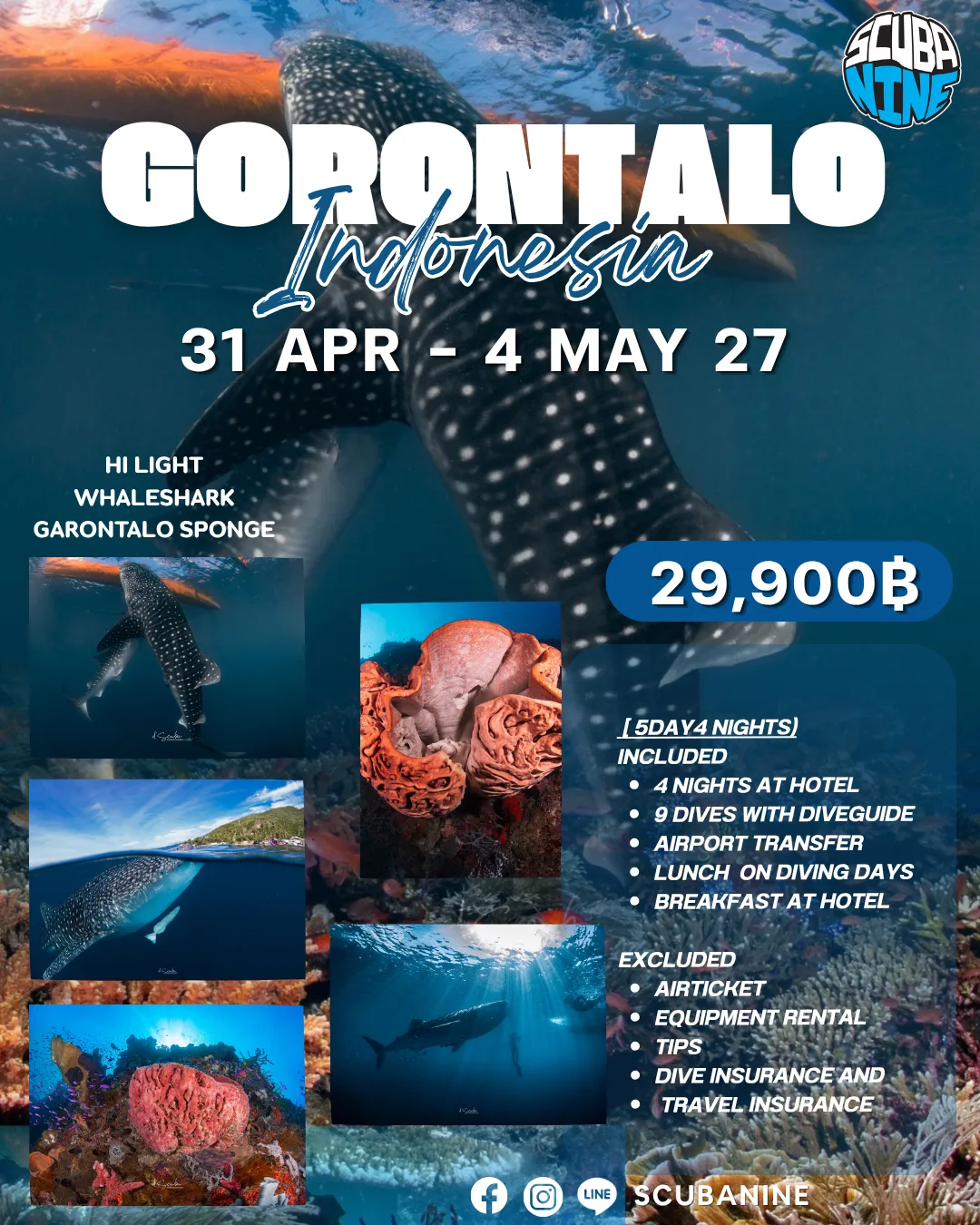 Gorontalo — ดำน้ำ Whale Shark, Marcro