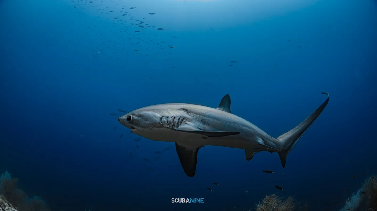 Malapascua — ดำน้ำ Thresher Shark | Exotic Resort